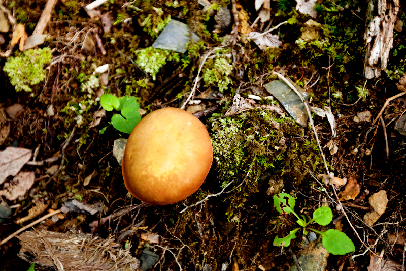 Hike to Gregory Bald to see the Flame Azaleas in the Smoky Mountains