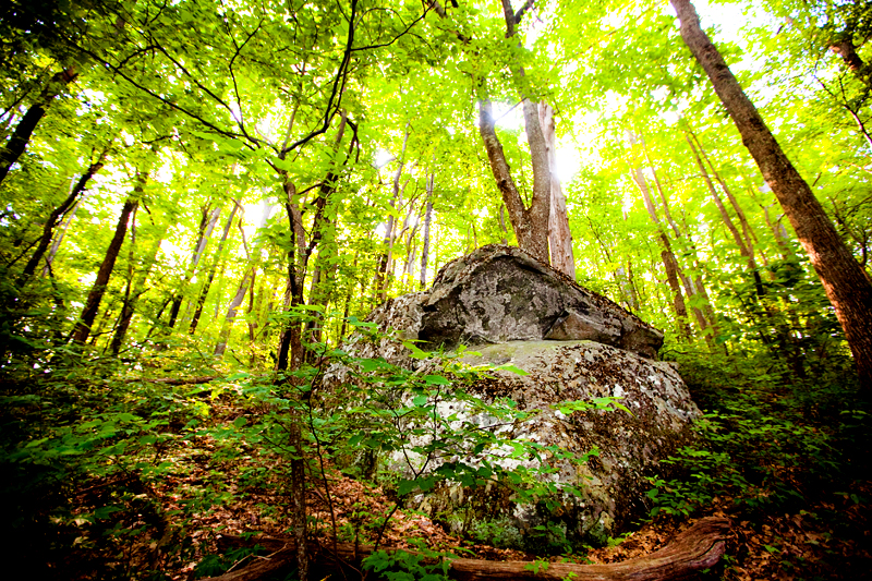 Hike to Gregory Bald to see the Flame Azaleas in the Smoky Mountains