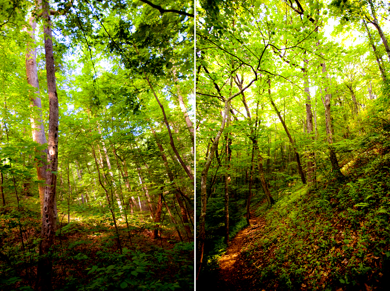 Hike to Gregory Bald to see the Flame Azaleas in the Smoky Mountains