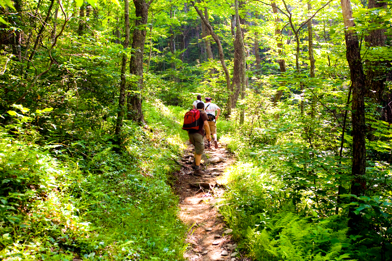 Hike to Gregory Bald to see the Flame Azaleas in the Smoky Mountains