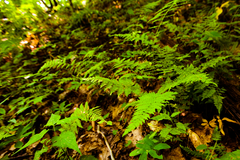 Hike to Gregory Bald to see the Flame Azaleas in the Smoky Mountains