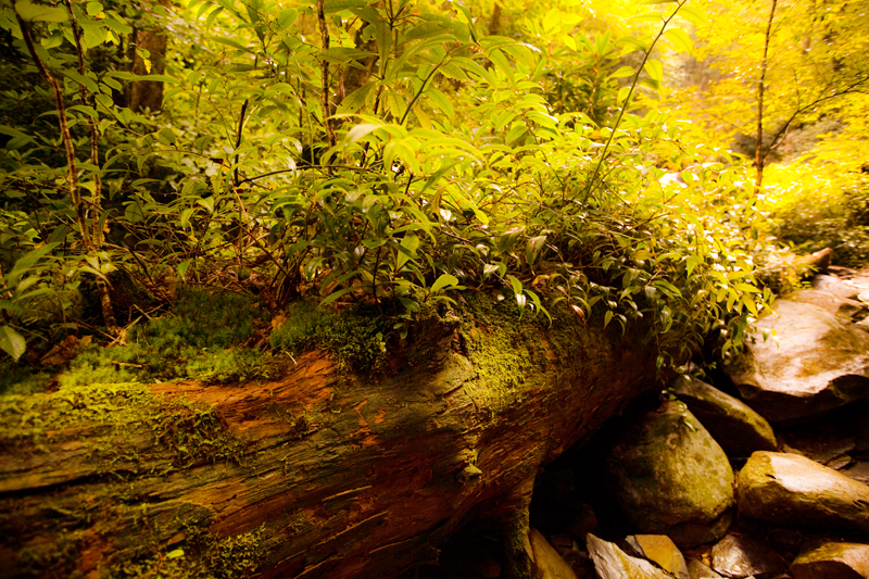 Hiking the Trillium Gap Trail to Brushy Mountain in the Smoky Mountains