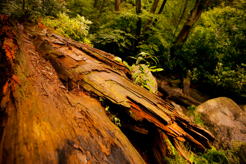 Hiking the Trillium Gap Trail to Brushy Mountain in the Smoky Mountains