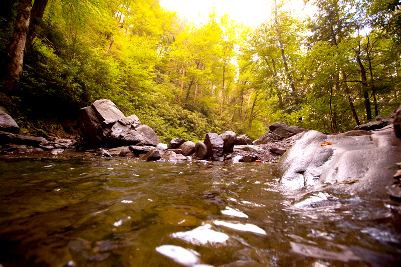 Hiking the Trillium Gap Trail to Brushy Mountain in the Smoky Mountains