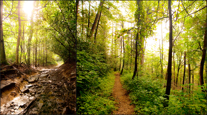 Hiking the Trillium Gap Trail to Brushy Mountain in the Smoky Mountains