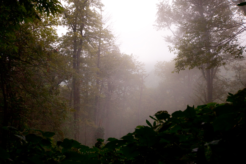 Hiking the Trillium Gap Trail to Brushy Mountain in the Smoky Mountains