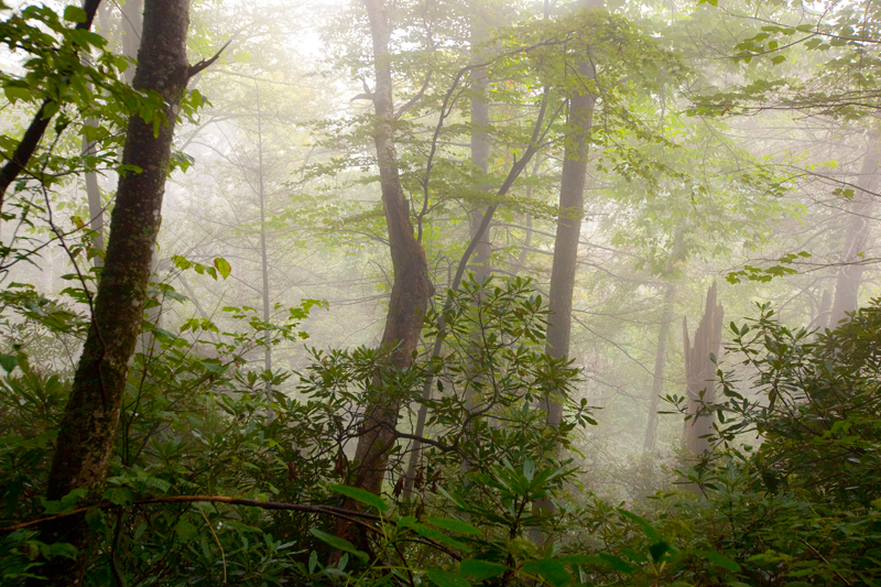 Hiking the Trillium Gap Trail to Brushy Mountain in the Smoky Mountains