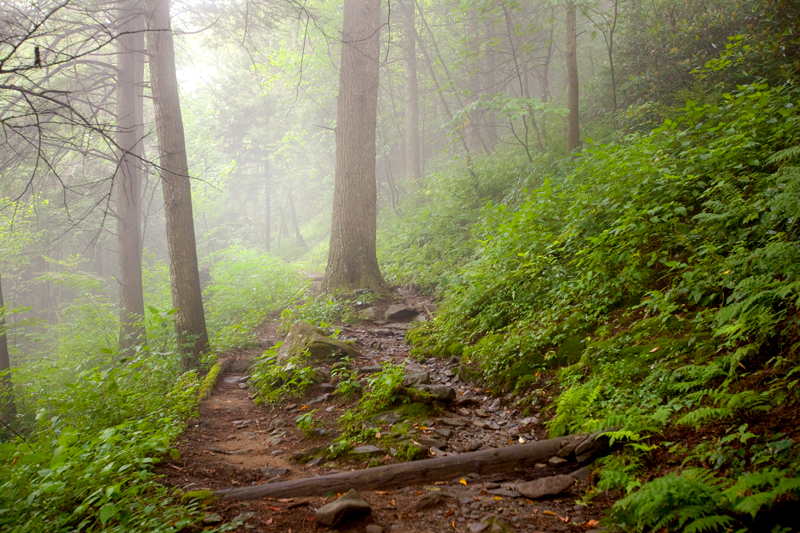 Hiking the Trillium Gap Trail to Brushy Mountain in the Smoky Mountains