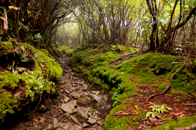 Hiking the Trillium Gap Trail to Brushy Mountain in the Smoky Mountains