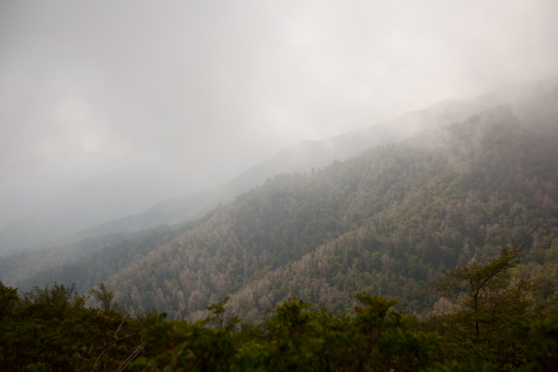 Hiking the Trillium Gap Trail to Brushy Mountain in the Smoky Mountains