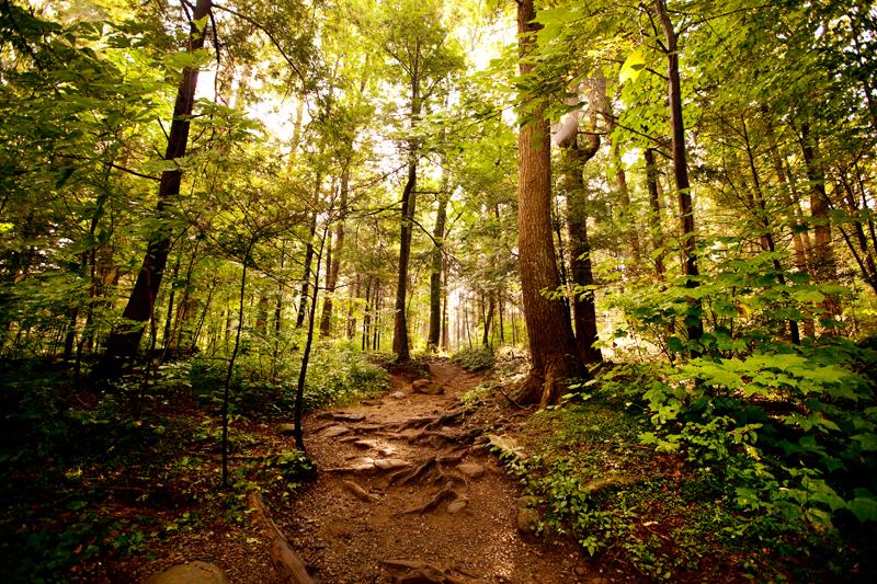 Hiking the Trillium Gap Trail to Brushy Mountain in the Smoky Mountains