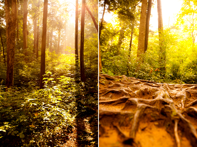 Hiking the Trillium Gap Trail to Brushy Mountain in the Smoky Mountains