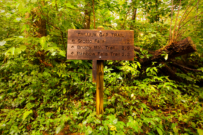 Hiking the Trillium Gap Trail to Brushy Mountain in the Smoky Mountains