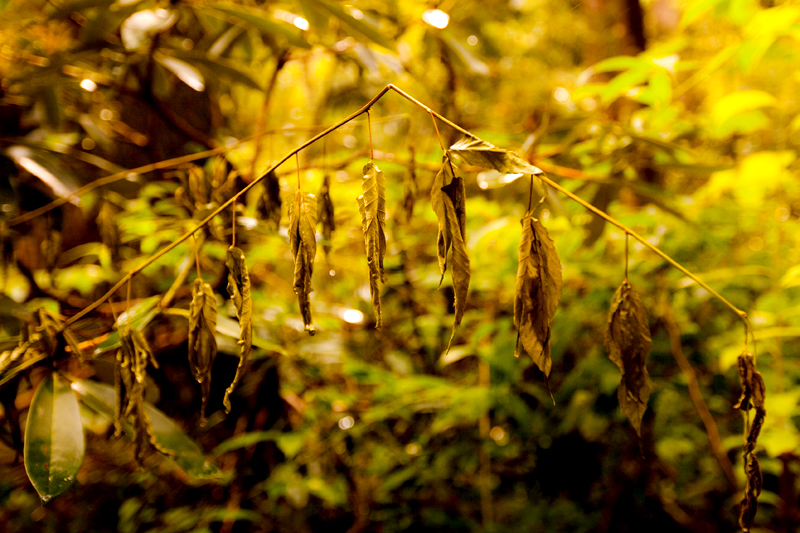 Hiking the Trillium Gap Trail to Brushy Mountain in the Smoky Mountains