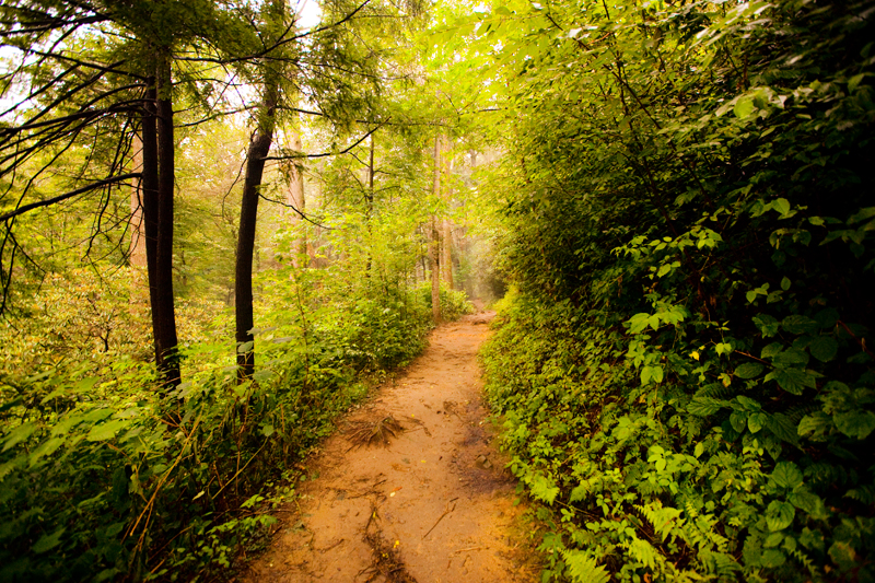 Hiking the Trillium Gap Trail to Brushy Mountain in the Smoky Mountains