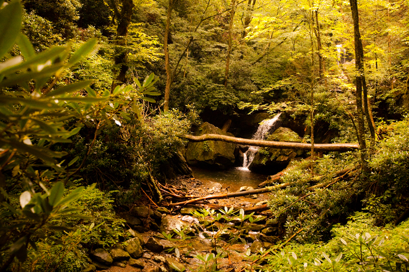 Hiking the Trillium Gap Trail to Brushy Mountain in the Smoky Mountains