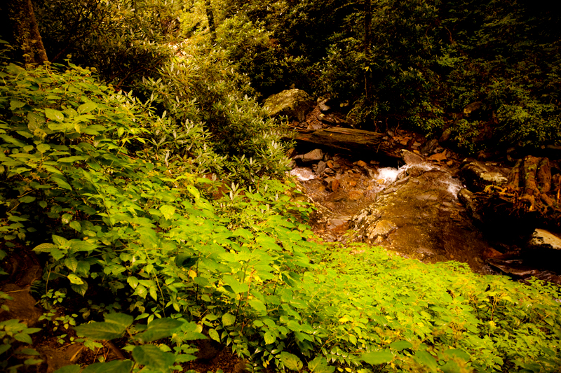 Hiking the Trillium Gap Trail to Brushy Mountain in the Smoky Mountains