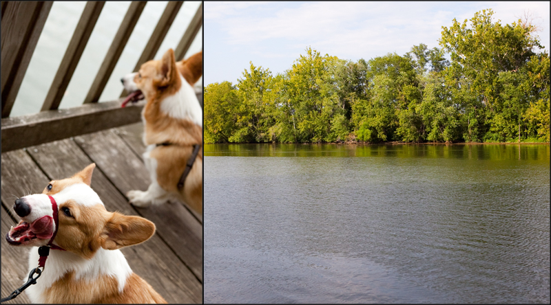 Dewey - Welsh Pembroke Corgi at Ijams Nature Center