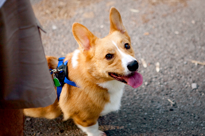 Dexter - Welsh Pembroke Corgi at Ijams Nature Center