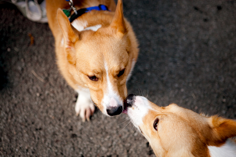 Dexter & Dash - Welsh Pembroke Corgi at Ijams Nature Center