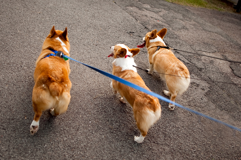 Gang of corgis taking a walk