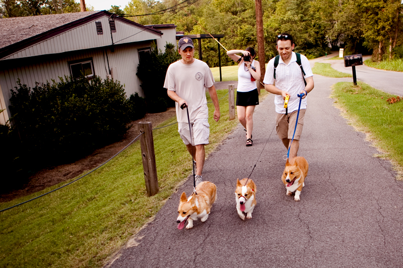 Gang of corgis taking a walk