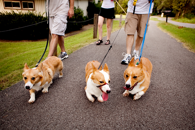 Gang of corgis taking a walk