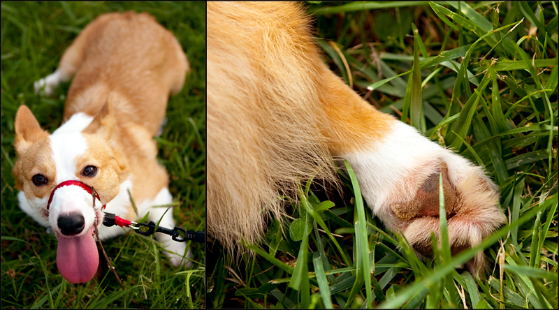 Dewey - Welsh Pembroke Corgi at Ijams Nature Center