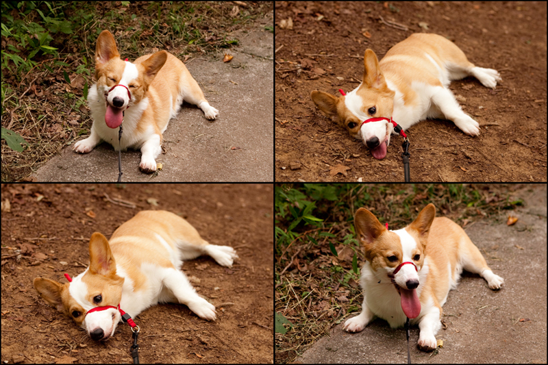 Dewey - Welsh Pembroke Corgi at Ijams Nature Center