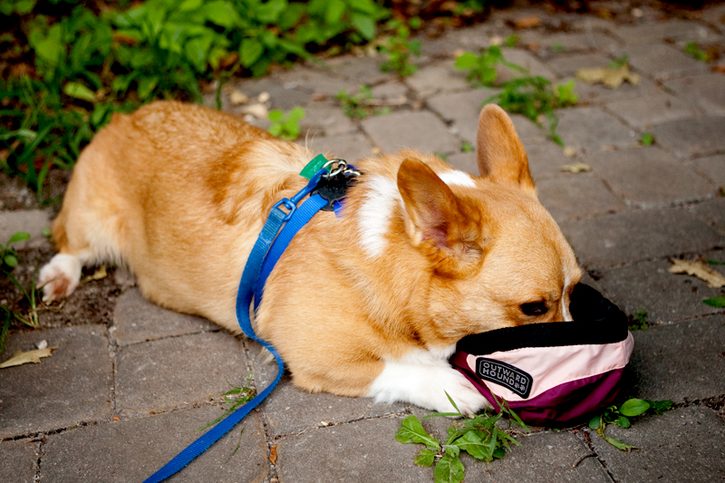 Dexter - Welsh Pembroke Corgi at Ijams Nature Center