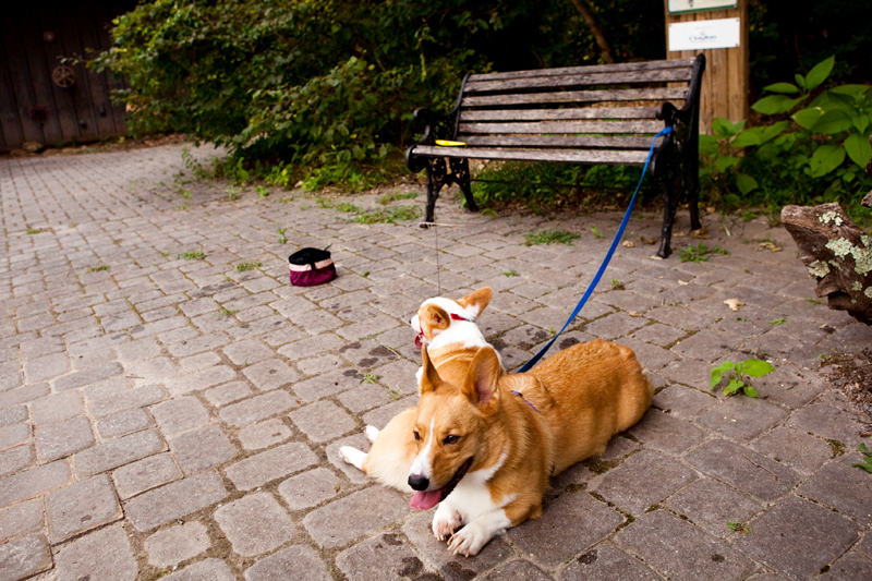 Dexter & Dewey taking a rest at Ijams Nature Center