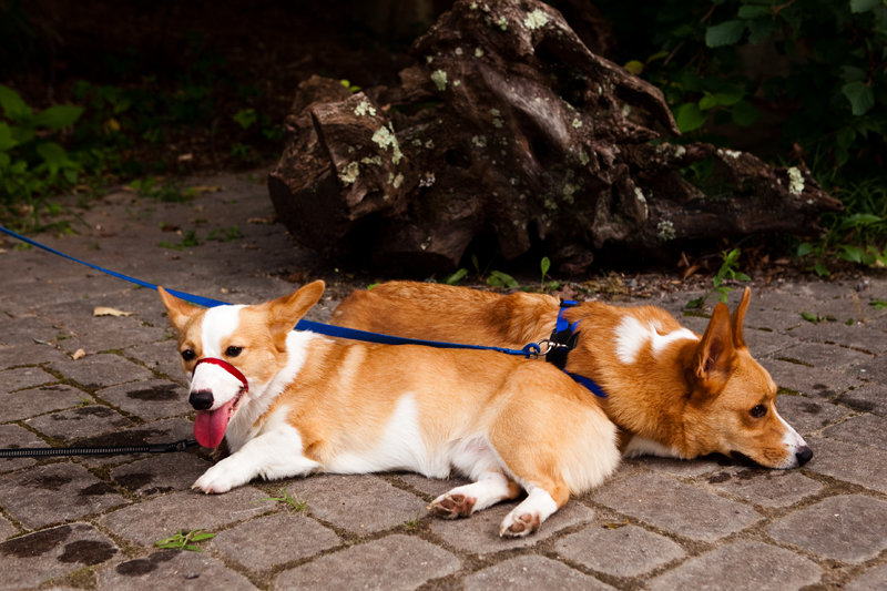 Dexter & Dewey taking a rest at Ijams Nature Center