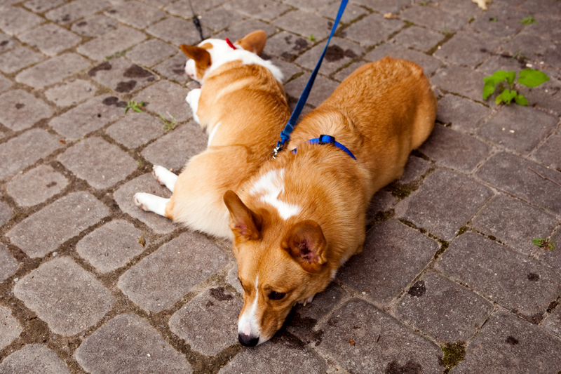 Dexter & Dewey taking a rest at Ijams Nature Center