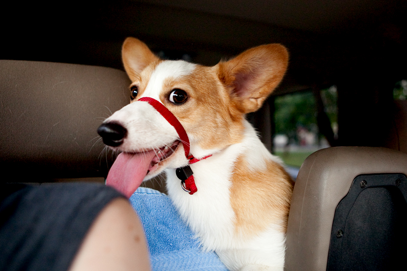 Dewey - Welsh Pembroke Corgi smiling.