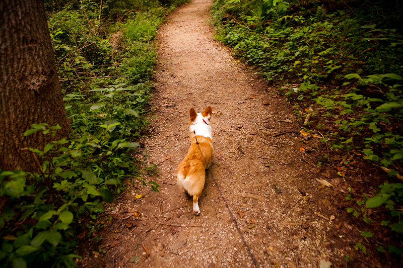 Dewey - Welsh Pembroke Corgi at Ijams Nature Center