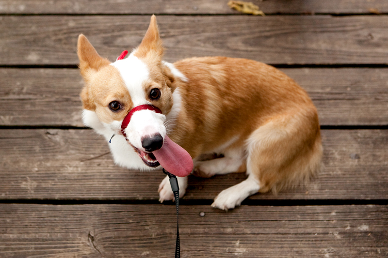 Dewey - Welsh Pembroke Corgi at Ijams Nature Center