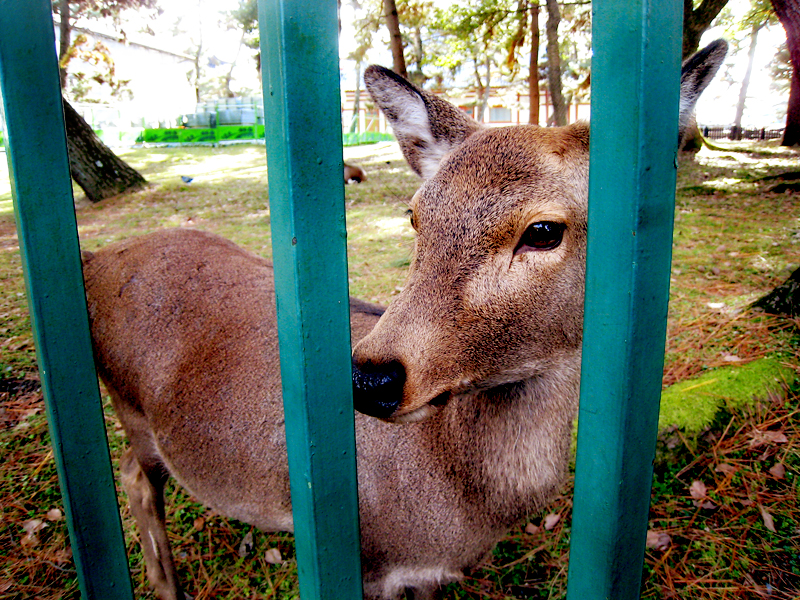 nara deer park