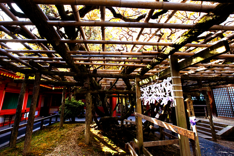 nara kasuga taisha shrine