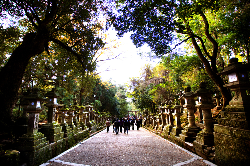 nara kasuga taisha shrine stone lanterns