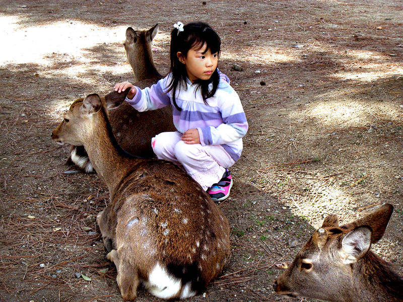 nara deer park