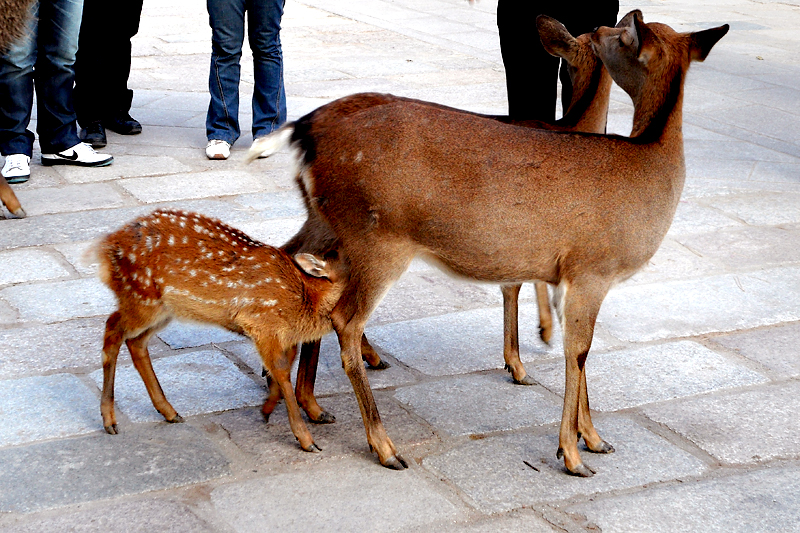 nara deer park