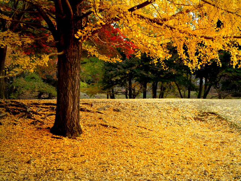 nara park ginkgo fall