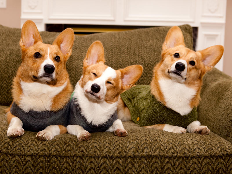 Corgi group photo wearing matching sweaters