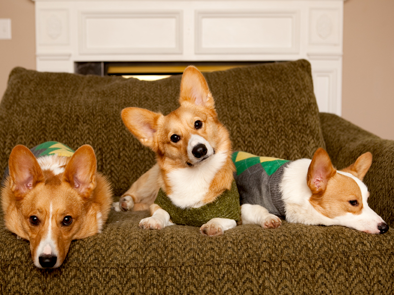 Corgi group photo wearing matching sweaters