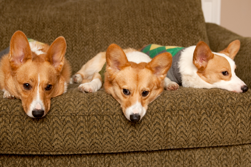 Corgi group photo wearing matching sweaters