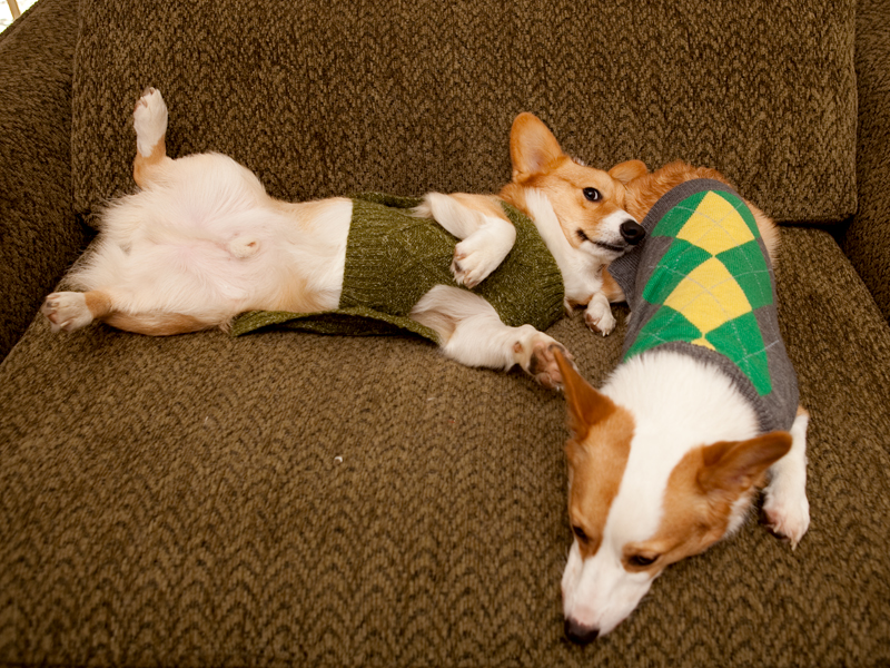 Corgi group photo wearing matching sweaters