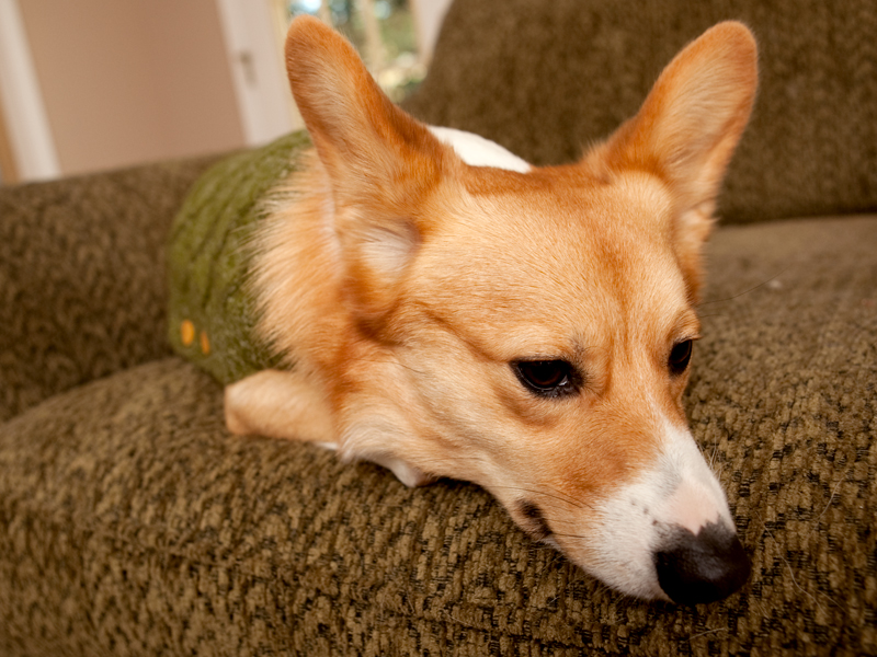 Corgi group photo wearing matching sweaters