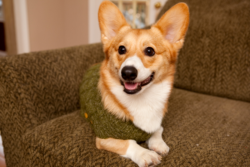 Corgi group photo wearing matching sweaters