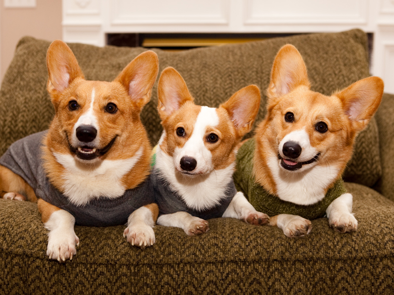 Corgi group photo wearing matching sweaters