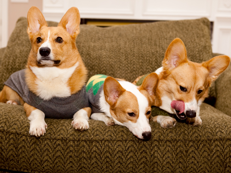 Corgi group photo wearing matching sweaters